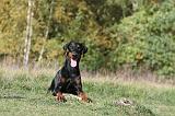 DOBERMANN 205